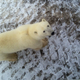 Illustration for article titled How To Shoot A Polar Bear — With Live Video